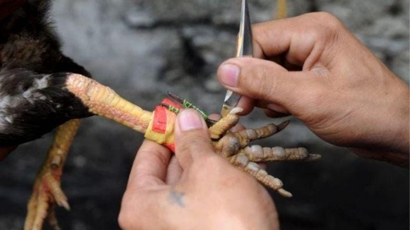 Đá Gà Cựa Dao Tại Ee88: Trận Chiến Không Khoan Nhượng