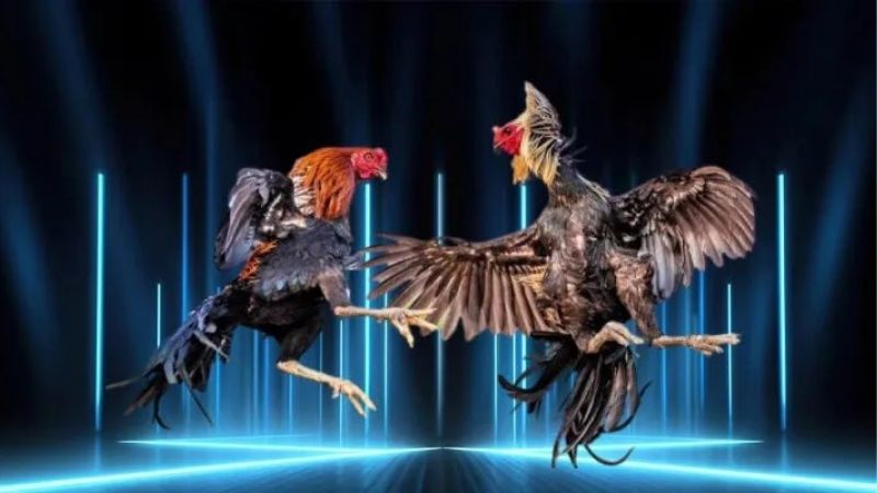 Đá Gà Cựa Dao Tại Ee88: Trận Chiến Không Khoan Nhượng