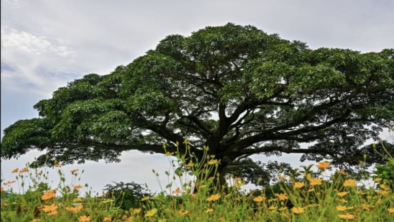 Sổ Mơ: Những con số may mắn khi mơ thấy cây cổ thụ