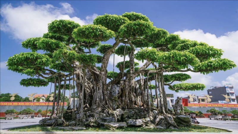 Giải mã chi tiết các trường hợp mơ thấy cây cổ thụ phổ biến