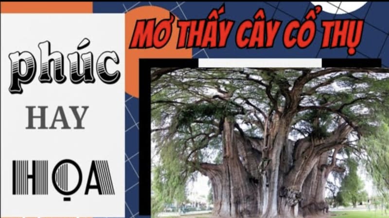 Ý nghĩa tâm linh khi nằm mơ thấy cây cổ thụ