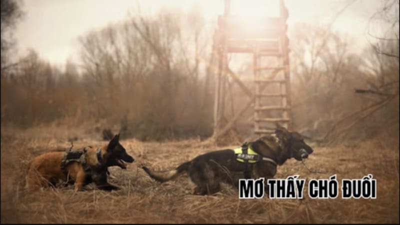 Tâm lý học đằng sau giấc mơ bị chó đuổi